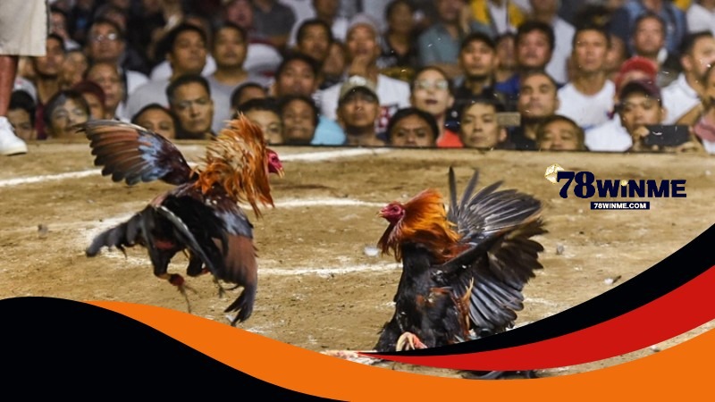 Hướng dẫn chi tiết cách tham gia cá cược đá gà 78WIN Hướng dẫn chi tiết cách tham gia cá cược đá gà 78WIN