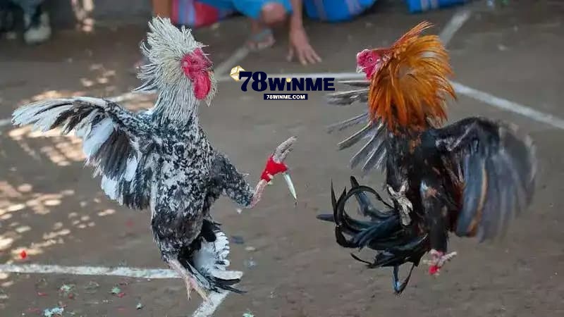 Bí quyết chiến thắng khi cá cược đá gà 78win Bí quyết chiến thắng khi cá cược đá gà 78win