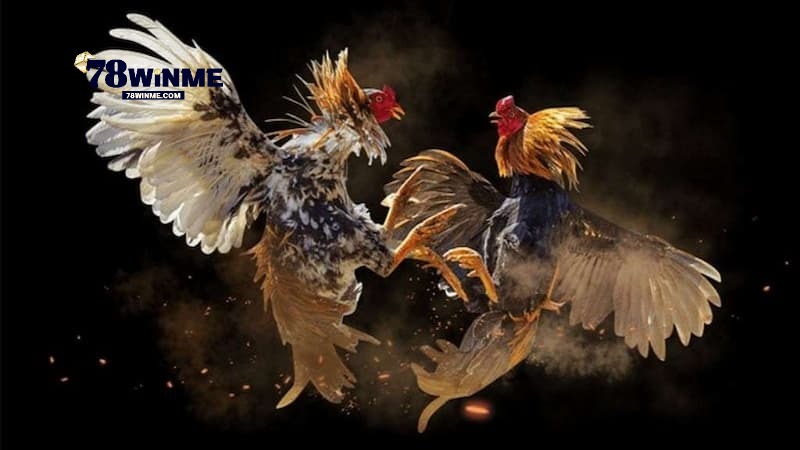 Giới thiệu về Đá Gà Cựa Dao 78win Giới thiệu về Đá Gà Cựa Dao 78win