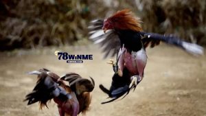 Các hình thức chơi cá cược Đá Gà Cựa Dao tại 78win