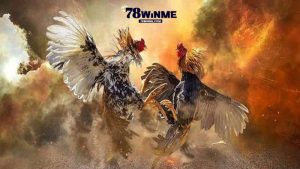 Những ưu điểm vượt trội của đá gà trực tiếp bình luận tại 78WIN